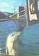 Georgia:Batumi Delfinarium, Arena, Dolphin Playing Ball, 1980 - Dauphins