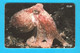 CURLED OCTOPUS (Horned - Lesser - Northern) Isle Of Man Old Chip Card * Poulpe Sépia Oktopus Seepolyp Tintenfisch Pulpo - Poissons