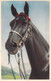 CHEVAL NOIR - 59025 - Animaux - Carte Postale Ancienne - Pferde