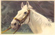 CHEVAL BLANC - 52030 - Animaux - Carte Postale Ancienne - Pferde
