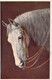 CHEVAL GRIS - Illustration Non Signée - TSN Série 1422 - Animaux - Carte Postale Ancienne - Chevaux