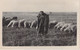 AGRICULTURE - Métier - BERGER - Arabe -  Carte Postale Ancienne - Breeding