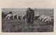 AGRICULTURE - Métier - BERGER - Arabe -  Carte Postale Ancienne - Elevage