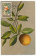 ALGERIE - Carte Maximum 40F Oranges Et Citrons N°281 - Obl Alger R.P. Philatélie 1950 - Maximumkaarten