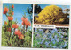 AK 114861 AUSTRALIA - W.A. Wildflowers - Sonstige & Ohne Zuordnung