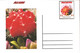 GUINEA ECUATORIAL FLOWER CACTUS 8 POST CARDS - Cactusses