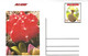 GUINEA ECUATORIAL FLOWER CACTUS 8 POST CARDS - Cactusses