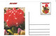 GUINEA ECUATORIAL FLOWER CACTUS 8 POST CARDS - Cactusses