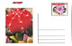 Delcampe - GUINEA ECUATORIAL FLOWER CACTUS 8 POST CARDS - Cactus