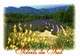 LAVANDES EN PROVENCE PHOTO D. ZINTZMEYER - Plantes Médicinales