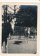ZEBRA'S   1927      FOTO  12 X 9 CM      ZIE AFBEELDINGEN - Zèbres