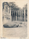 NIJLPAARD    1927      FOTO  12 X 9 CM      ZIE AFBEELDINGEN - Ippopotami