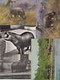 HIPPO 13 Vintage ANIMALS Postcards Pre-1940 (L3633) - Ippopotami