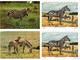 ZEBRA, ZEBRAS, ANIMALS 31 Modern Postcards (L4499) - Zebra's