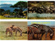 ZEBRA, ZEBRAS, ANIMALS 31 Modern Postcards (L4499) - Zebre