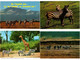 Delcampe - ZEBRA, ZEBRAS, ANIMALS 31 Modern Postcards (L4499) - Zebras