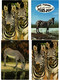 Delcampe - ZEBRA, ZEBRAS, ANIMALS 31 Modern Postcards (L4499) - Zebre