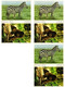 Delcampe - ZEBRA, ZEBRAS, ANIMALS 31 Modern Postcards (L4499) - Zebras