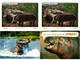 HIPPOPOTAMUS, HIPPO, HIPPOS, ANIMALS 27 Modern Postcards (L4496) - Ippopotami