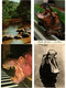 Delcampe - HIPPOPOTAMUS, HIPPO, HIPPOS, ANIMALS 27 Modern Postcards (L4496) - Ippopotami