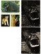 Delcampe - HIPPOPOTAMUS, HIPPO, HIPPOS, ANIMALS 27 Modern Postcards (L4496) - Nijlpaarden