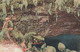 Tahiti - Grotte De Marea - Maraa Cave - Edit. L.Gauthier - Colorisé - Animé - Carte Postale Ancienne - Tahiti