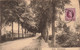 Belgique - Moll - Mollderdijk - Edit. Edm Emmers Van Bekhoven - Allée D'arbres - Carte Postale Ancienne - Mol