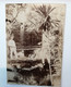 Photographie - Nouméa  - 1880 - Colon Sur Un Pont - Palmier - Dim.11/16 Cm - Zonder Classificatie