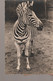 C.P. - PHOTO - ZEBRE - 4911-22 - VAN DE POLL - - Zebras