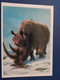 Rhino Ancestor  - Old Postcard  - Woolly Rhinoceros 1986 - Rhinocéros