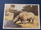 Rhino Ancestor  - Old Postcard  - Chiloterium  Rhinoceros 1986 - Neushoorn