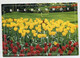 AK 117386 NETHERLANDS - Lisse - Keukenhof - Lisse