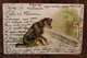 AK 1903 Animaux Chiens Lithos Cpa - Cani