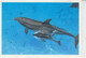 Italy 1995 Postcard Delphins Ca Bologna Sophilex 22.10.1995 (AN177) - Faune Arctique