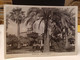 Cartolina Barletta Giardini Pubblici ,palme 1953 - Barletta