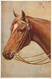 CHEVAUX - Cheval Robe Alezan - Carte Postale Ancienne - Horses
