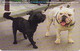 Télécarte à Puce Pays Bas - Animal - CHIEN BOULEDOGUE - BULLDOG DOG Netherlands Chip Phonecard - 1206 - Perros