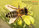 DJIBOUTI 2023 - STATIONERY CARD - BEES BEE ABEILLES ABEILLE INSECTS - PANDEMIC COVID-19 CORONAVIRUS - Abeilles