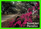 CHARLESTON, SC - AVENUE OF OAKS, BOONE HALL PLANTATION -  AERIAL PHOTOGRAPHY SERVICES - - Charleston