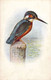 OISEAUX - Un Bel Oiseaux Se Pose Sur Un Tronc D'arbre - Carte Postale Ancienne - Oiseaux