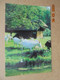 76680 Bellencombre. Elevage Du Val De Bures. Ferme Equestre Et Pedagogique. Chevres. - Bellencombre