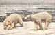 OURS - 2 Ours Blancs Se Balade Sur La Banquise  - Carte Postale Ancienne - Osos