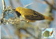 Botswana & Marcofilia, Lesser Masked Weaver, Moshupa A Maputo, Harare, Gaborone, Moçambique 1987 (5567) - Botswana