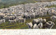 USA - ARIZONA - Herding Angora Goats Out West - Carte Postale Ancienne - Autres & Non Classés