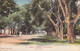 Tahiti - Papeete - Avenue Bruat - Edit. G. Spitz - Colorisé - Animé  - Carte Postale Ancienne - Tahiti