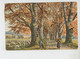 Illustrateur MÜLLER - Munich - Jolie Carte Fantaisie Ramasseuse De Bois Mort , Berger Avec Moutons - Série WALD UND FELD - Mueller, August - Munich