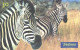 Brazil:Brasil:Used Phonecard, Telefonica, 30 Units, Zebra, 2000 - Brasilien