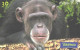 Brazil:Brasil:Used Phonecard, Telefonica, 30 Units, Monkeys, Chimpanzee, 2000 - Brasilien