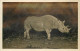 RHINOCEROS - Carte Photo, Kenya. - Neushoorn