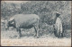 HONG KONG - NEW ZEALAND 1904 POSTCARD CHINESE FARMER (B) - Lettres & Documents